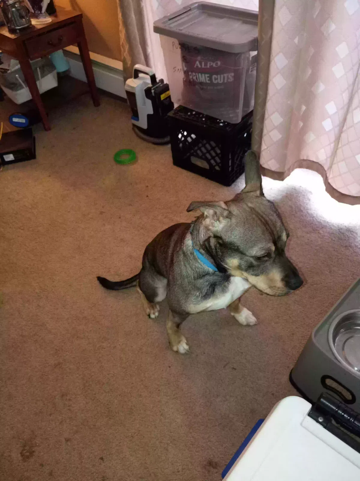 Gunner, Unknown Dog for adoption in Sturgis, MI, 49091