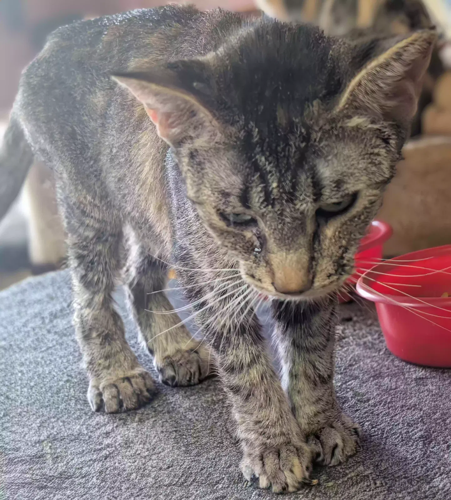 Cat, Unknown Cat for adoption in Hope, AR, 71801