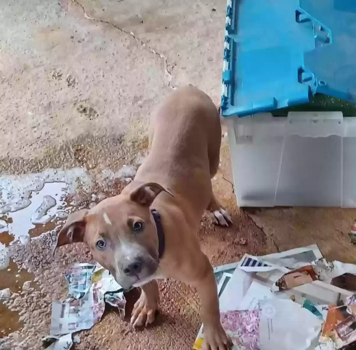 Dog, Put bull mixed Dog for adoption in Bennettsville, SC, 29512