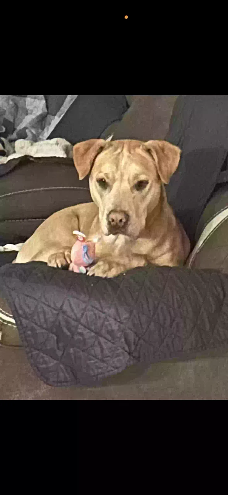 Dog, pit/lab Dog for adoption in Mesa, AZ, 85208