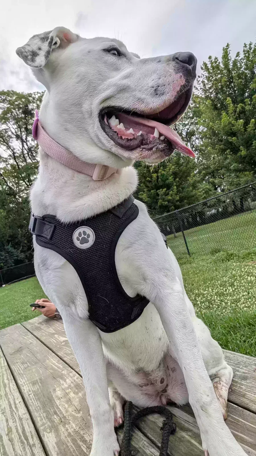 Kira, Unknown Dog for adoption in Hillsboro, OH, 45133