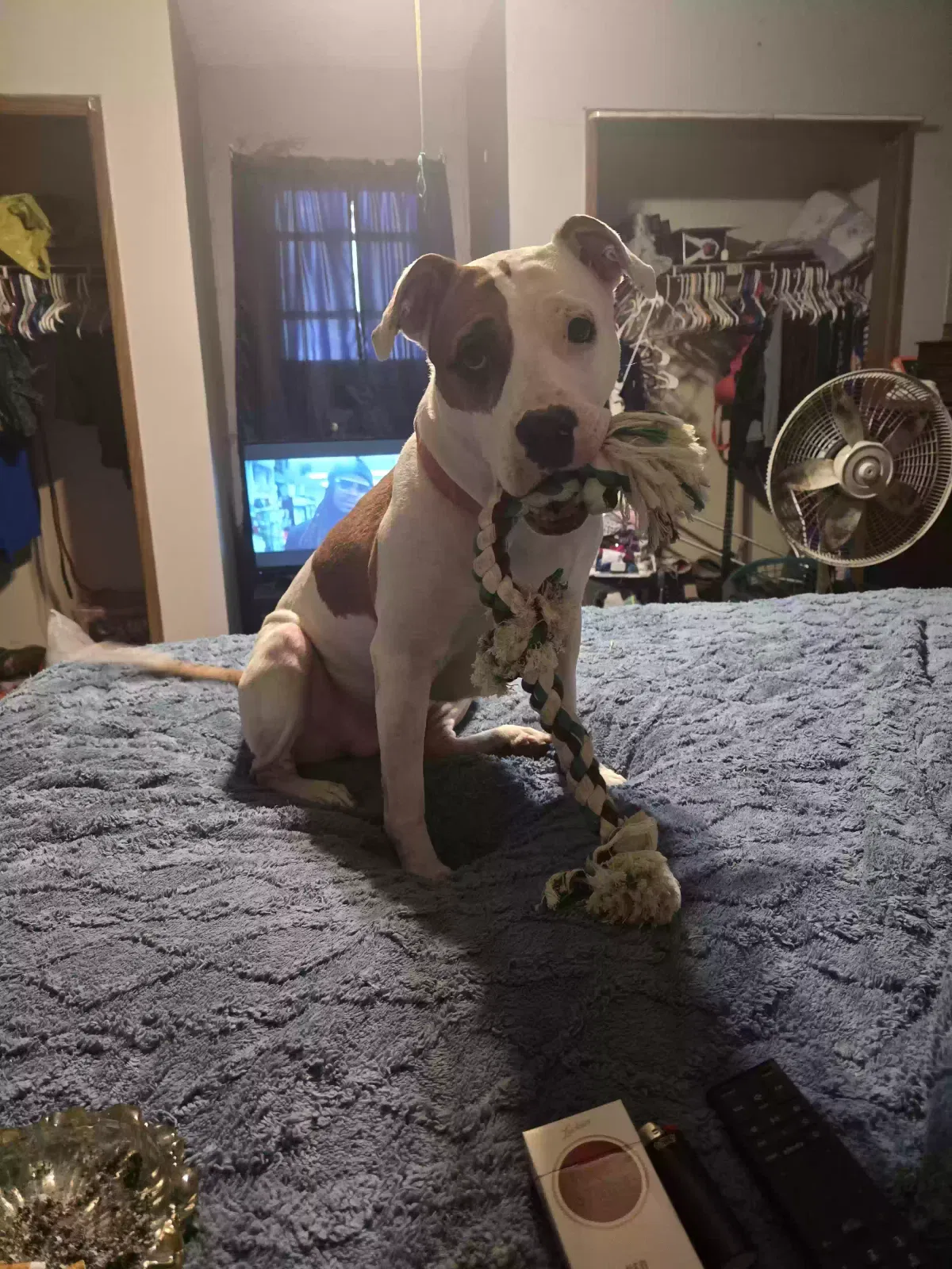 Lacey, Pitbull Dog for adoption in Fairland, IN, 46126