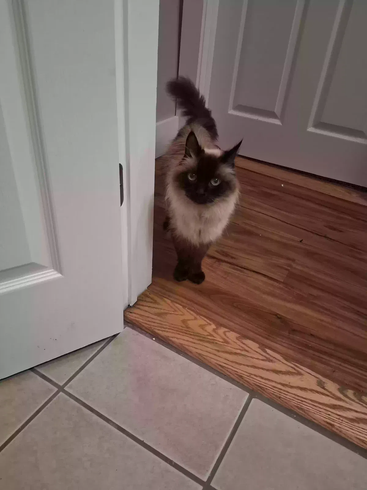 don't know, ragdoll Cat for adoption in Glastonbury, CT, 6033