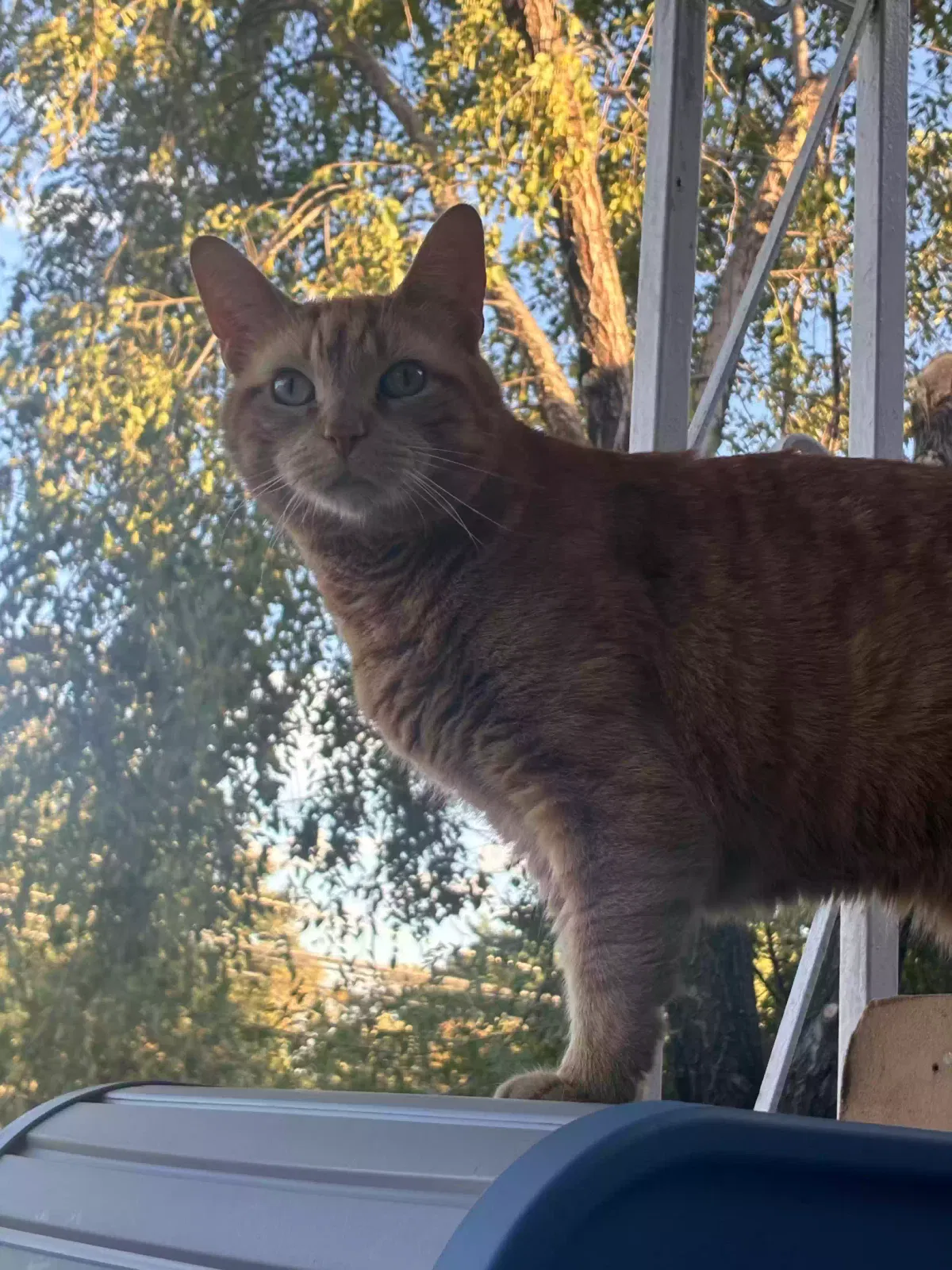 Sneaky, Tabby Orange Cat Cat for adoption in Fresh Meadows, NY, 11365