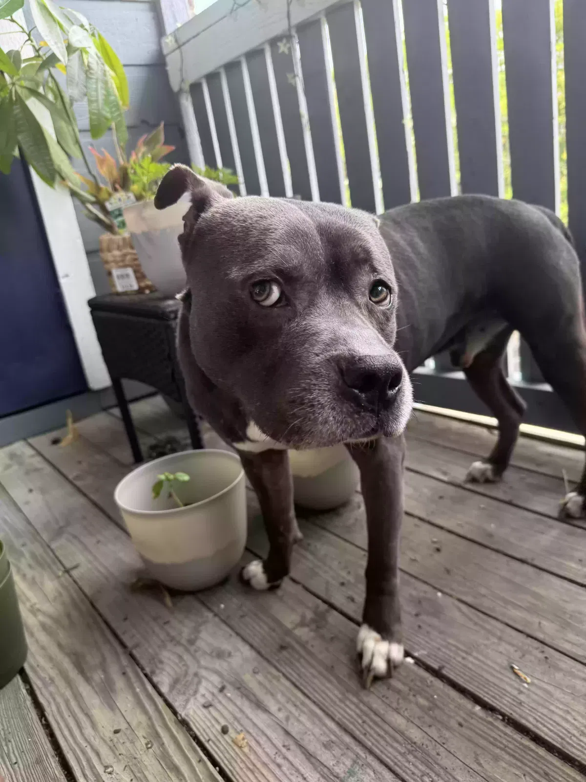 Kodak, Pitbull Dog for adoption in Fairburn, GA, 30213