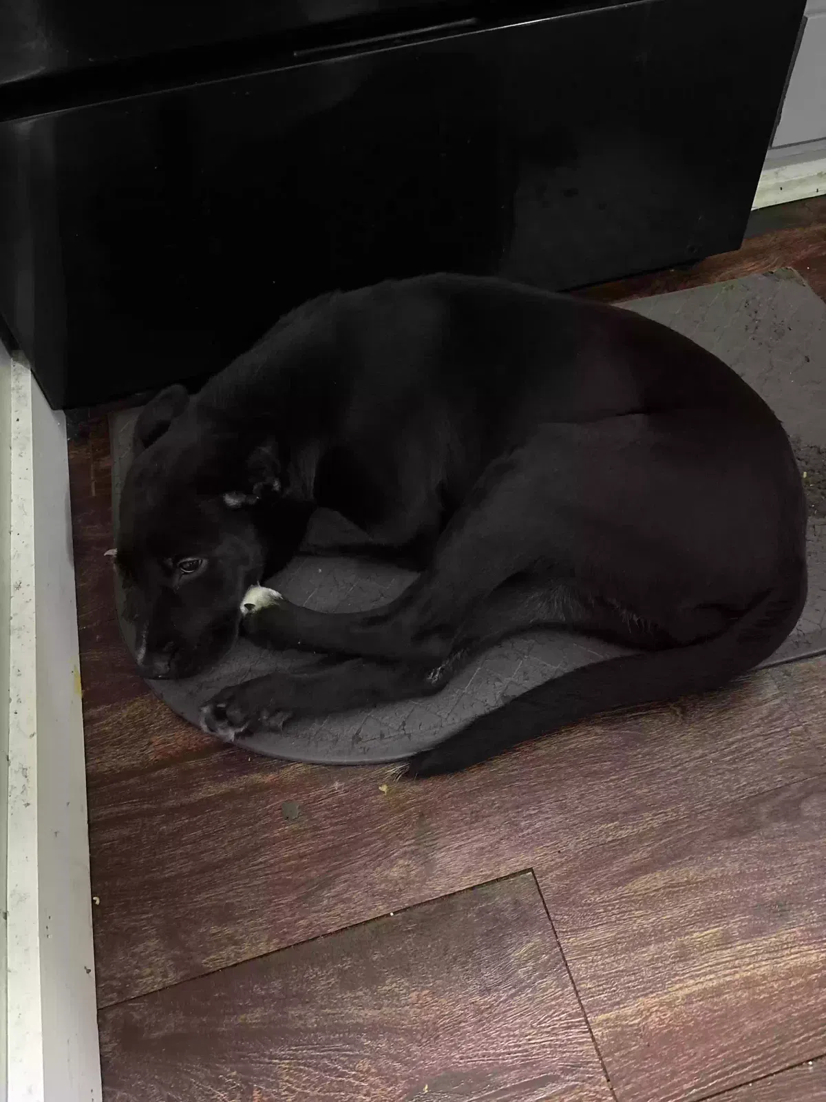 Dog, Pit/Shepard Dog for adoption in Crowley, LA, 70526