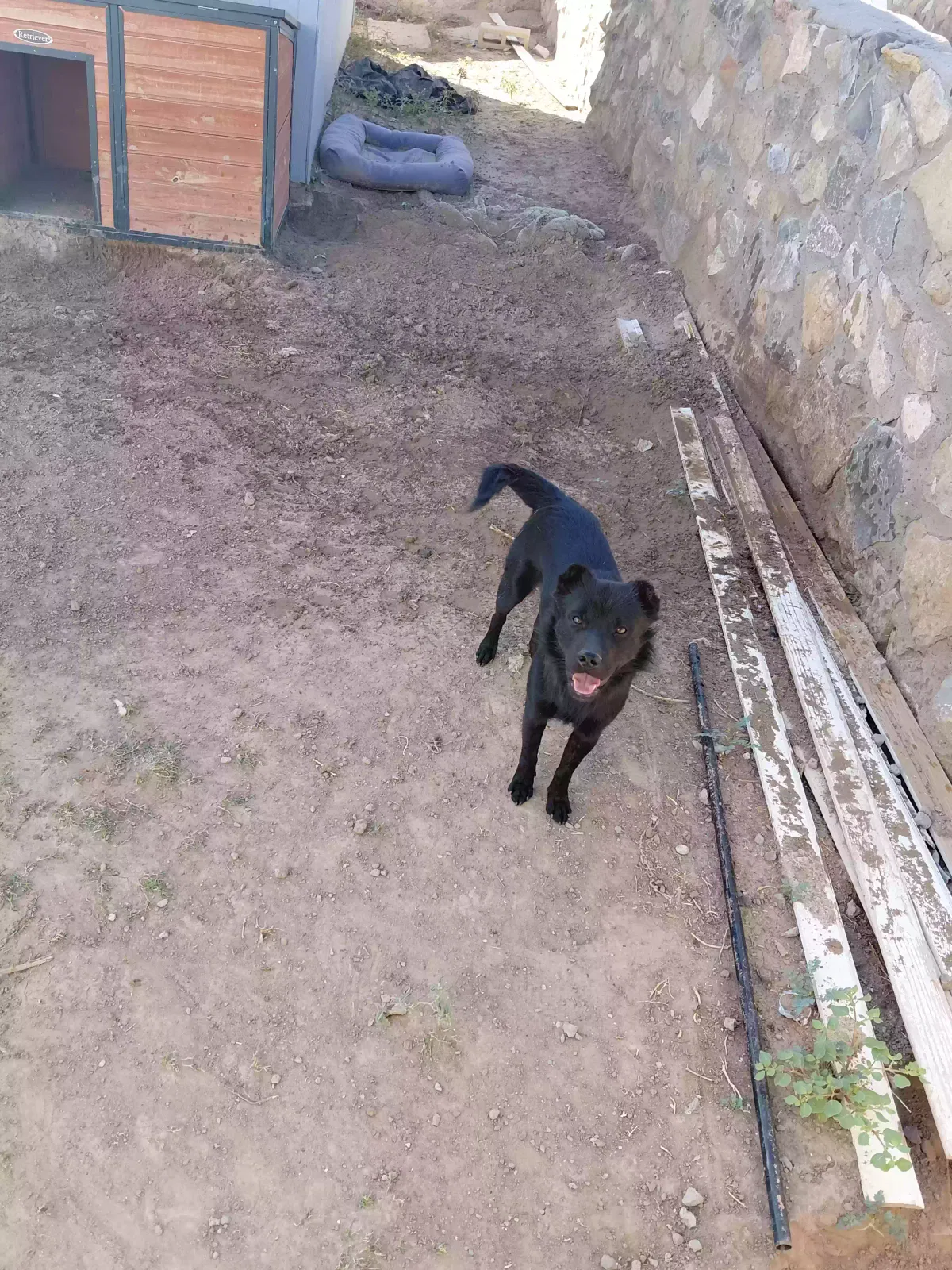 Oso, Australian Sheppard mix Dog for adoption in El Paso, TX, 79927