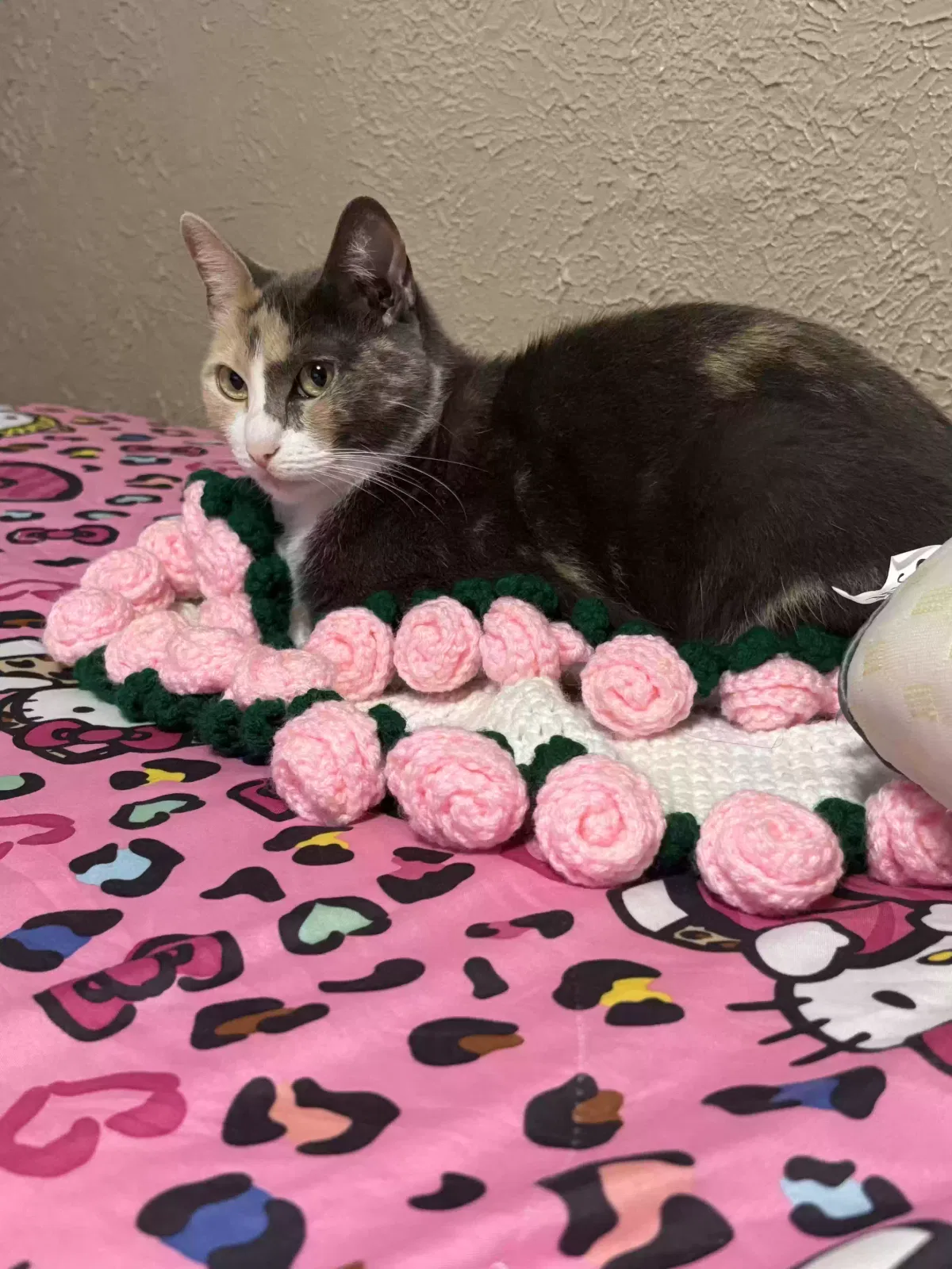 Shady, Calico Cat for adoption in Corpus Christi, TX, 78405