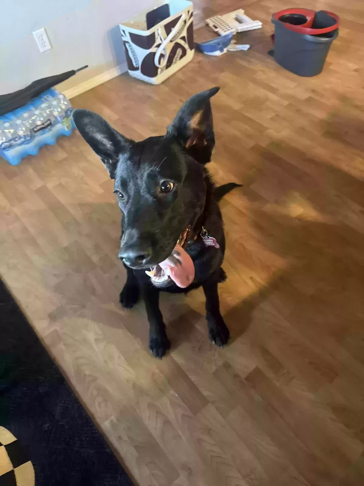 AXL, Black Labrador, Shepard, Great Dane Dog for adoption in Prescott Valley, AZ, 86314