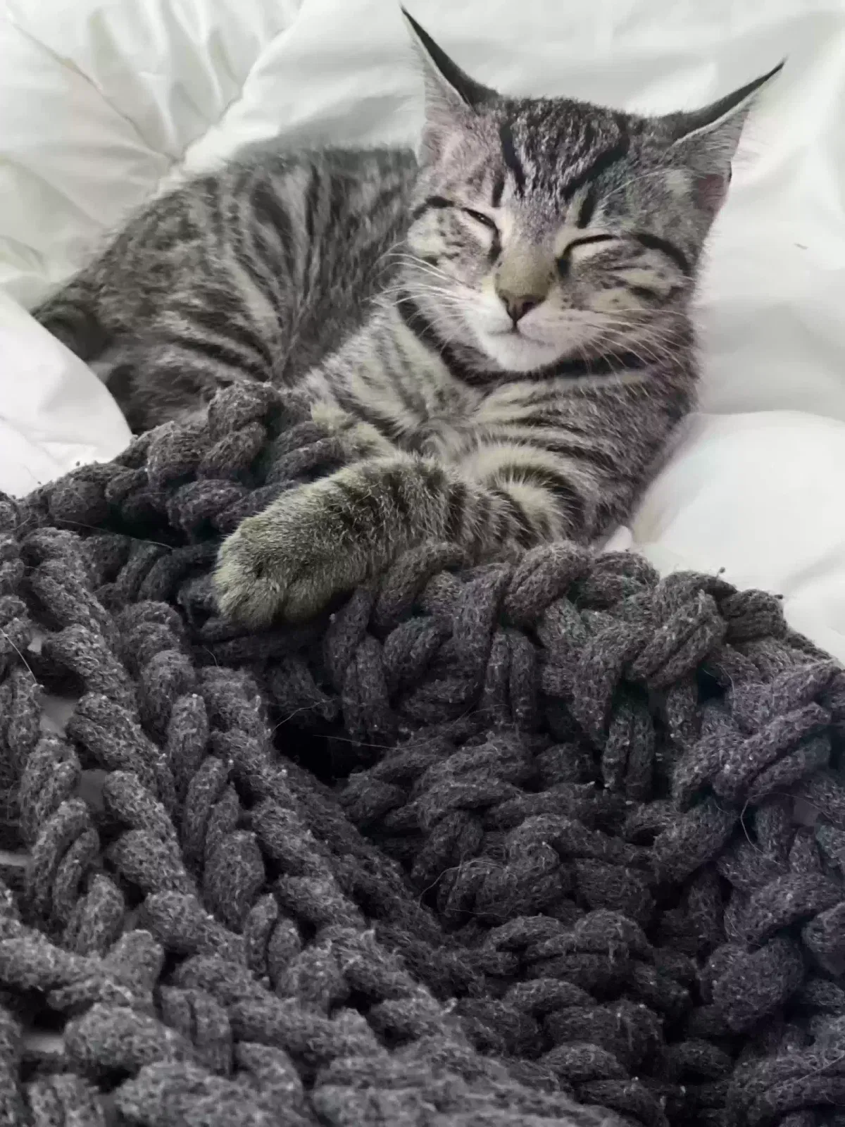 ziggy, tabby Cat for adoption in Avon, OH, 44011