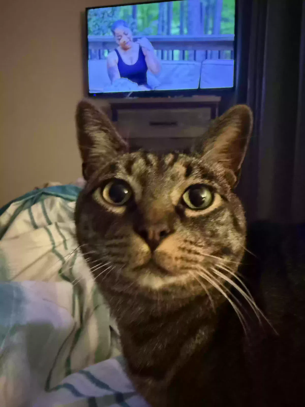 Blu, Unknown Cat for adoption in Atlanta, GA, 30349