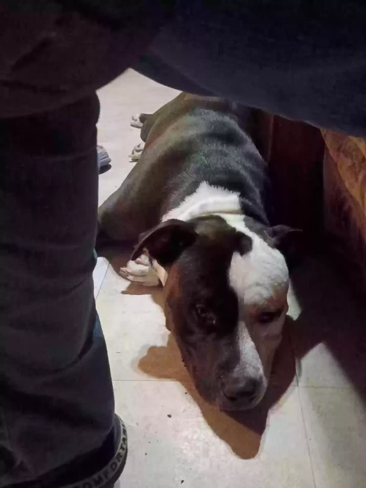 Ace, Pitt Bull Dog for adoption in Riverview, FL, 33569