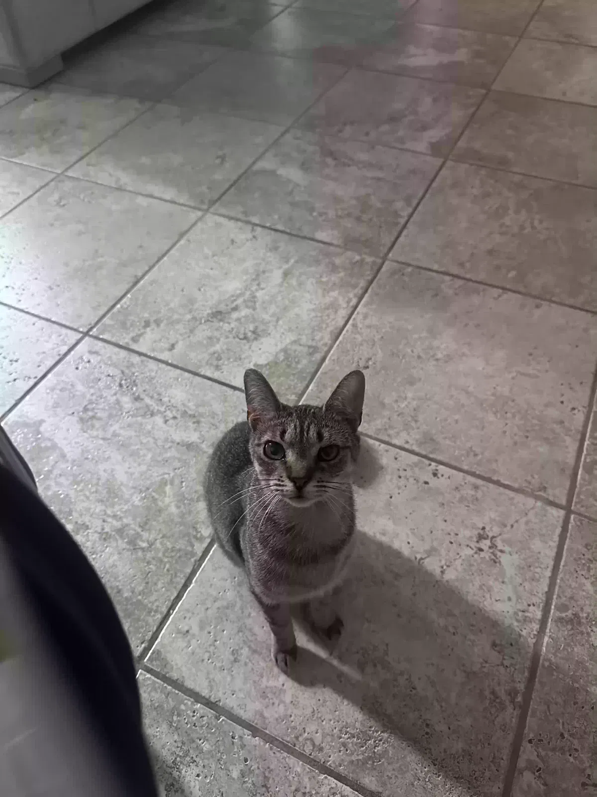 phoebe, tabby Cat for adoption in Norwalk, CT, 6854