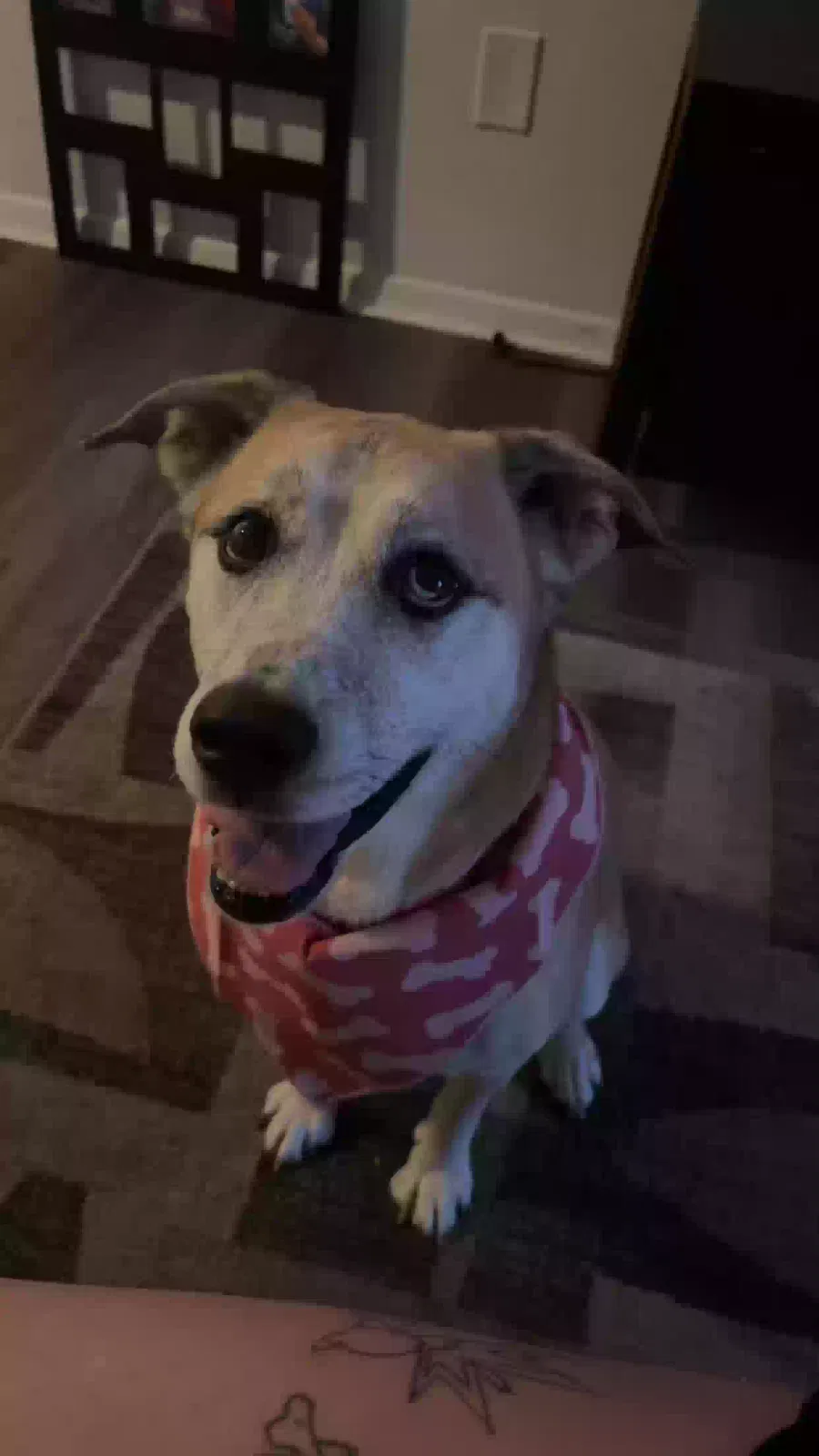 stella, husky/collie mutt Dog for adoption in Addyston, OH, 45001