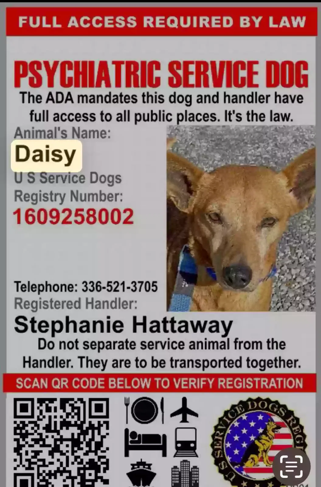 Daisy, Chihuahua mix Dog for adoption in Greensboro, NC, 27407