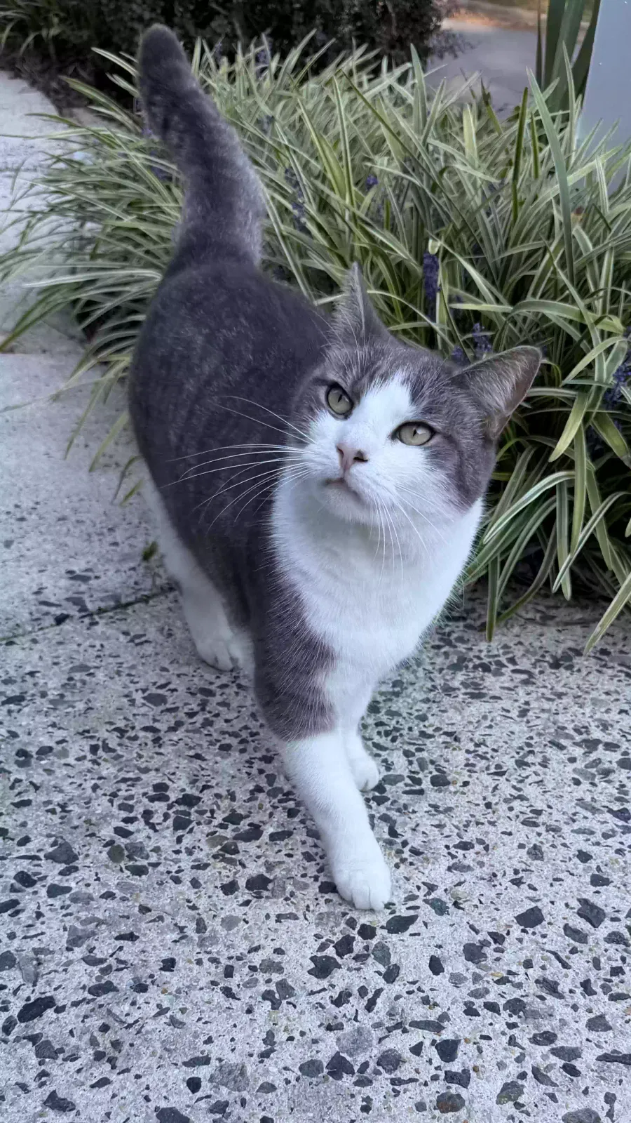 Bubbles, American short Cat for adoption in Apex, NC, 27523