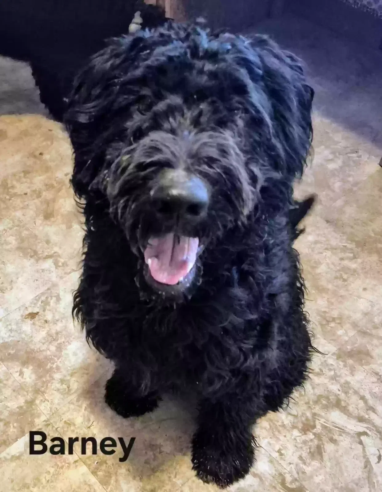 Barney, Labradoodle Dog for adoption in Gove, KS, 67736
