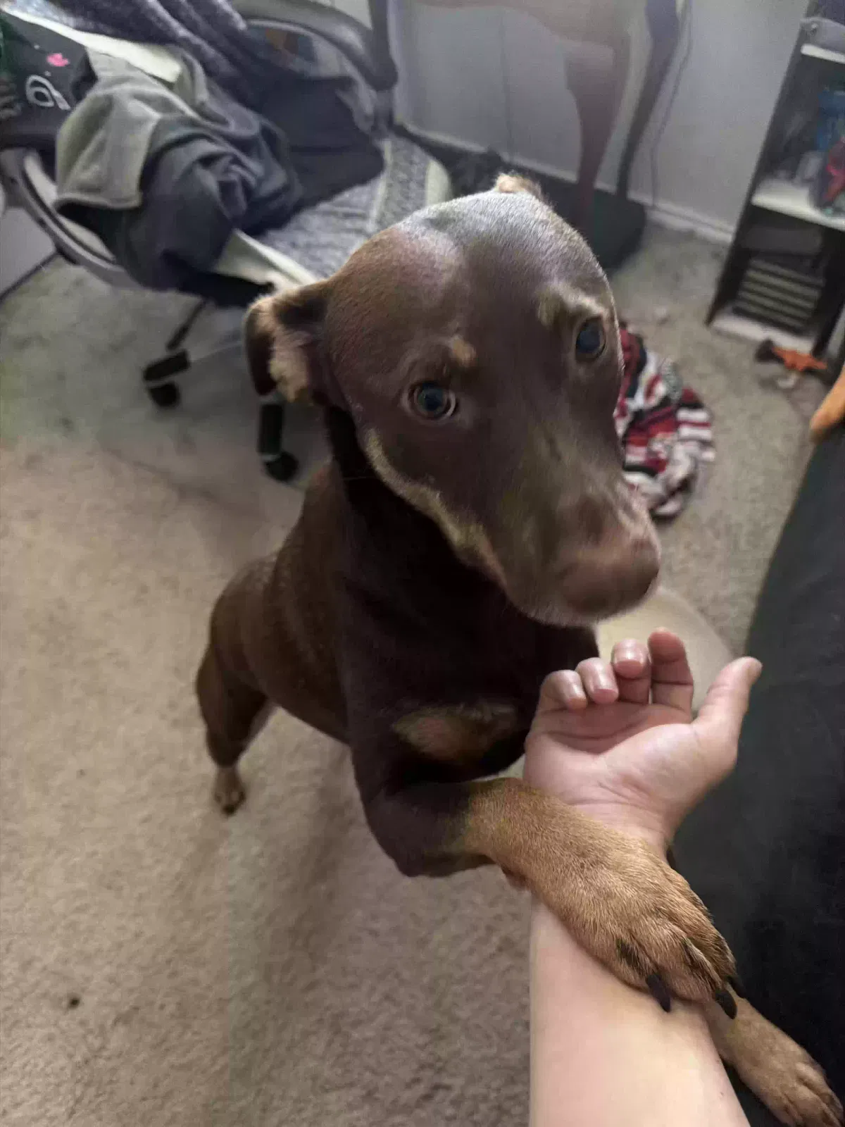 Rivr, Brown lab Dog for adoption in Seguin, TX, 78155