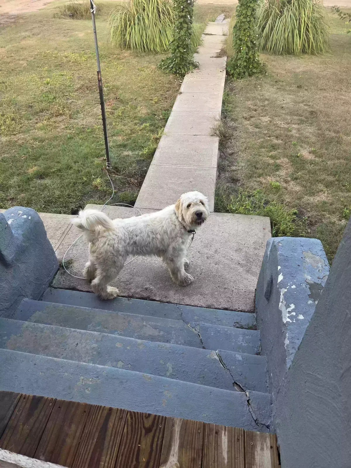 Toby, Labradoodle Dog for adoption in Gove, KS, 67736
