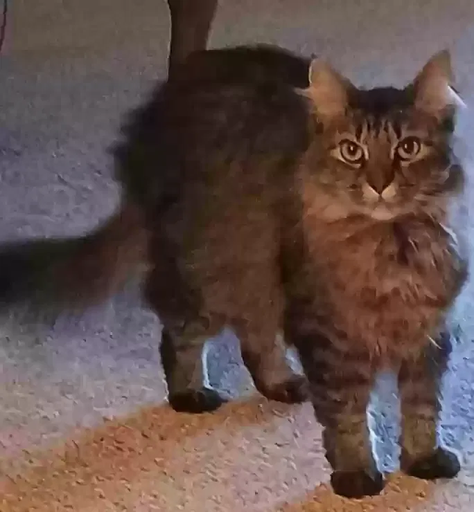 MARNIE, TURKISH ANGORA Cat for adoption in Tulsa, OK, 74132