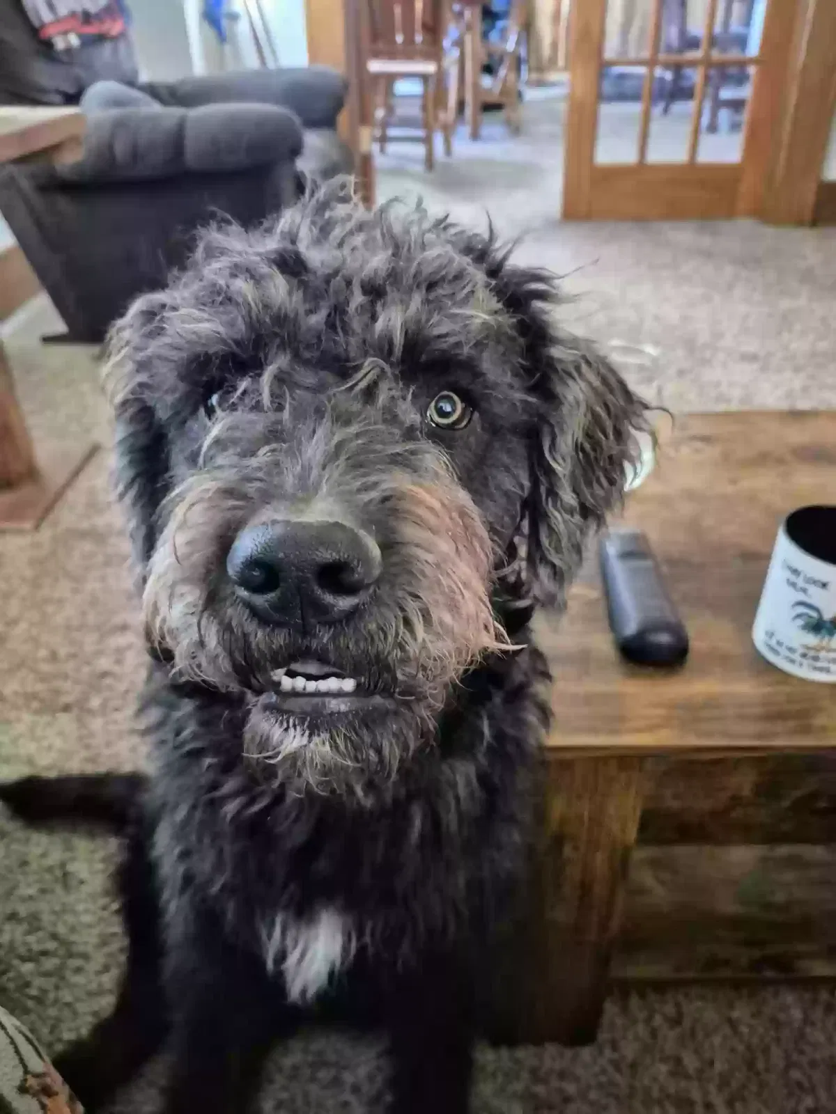 Opey, Labradoodle Dog for adoption in Gove, KS, 67736