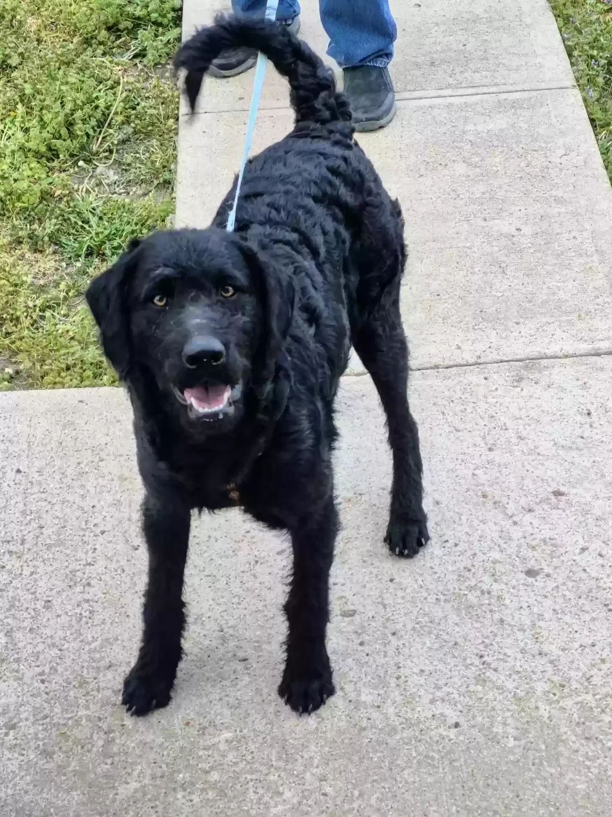 Buddy, Labradoodle Dog for adoption in Gove, KS, 67736