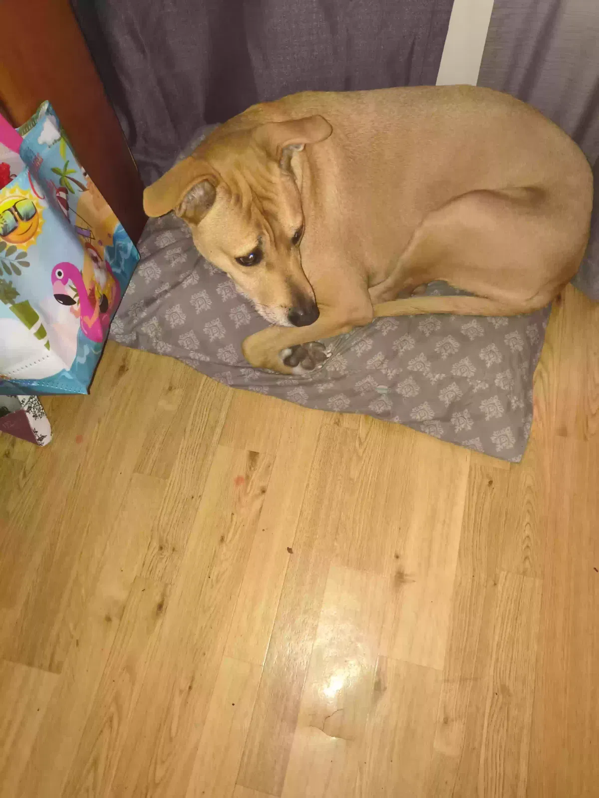 Duddy, Unknown Dog for adoption in Glendale, AZ, 85301