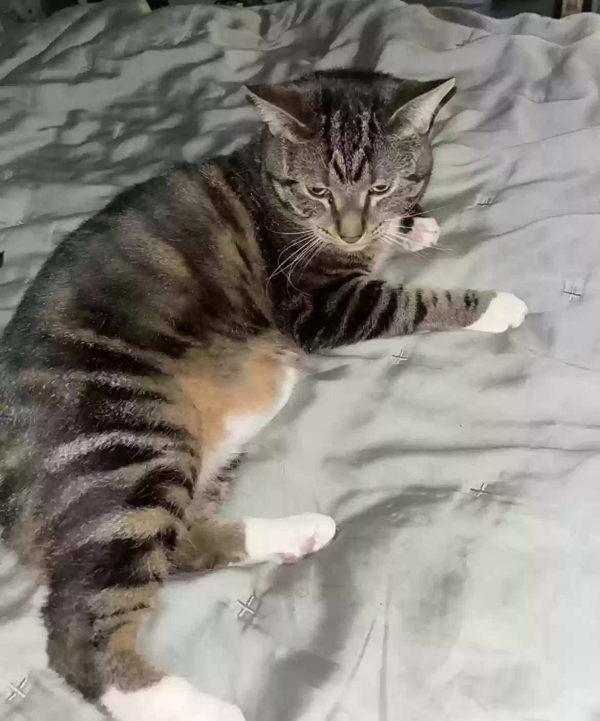 Kitty, Unknown Cat for adoption in Wyoming, MI, 49519