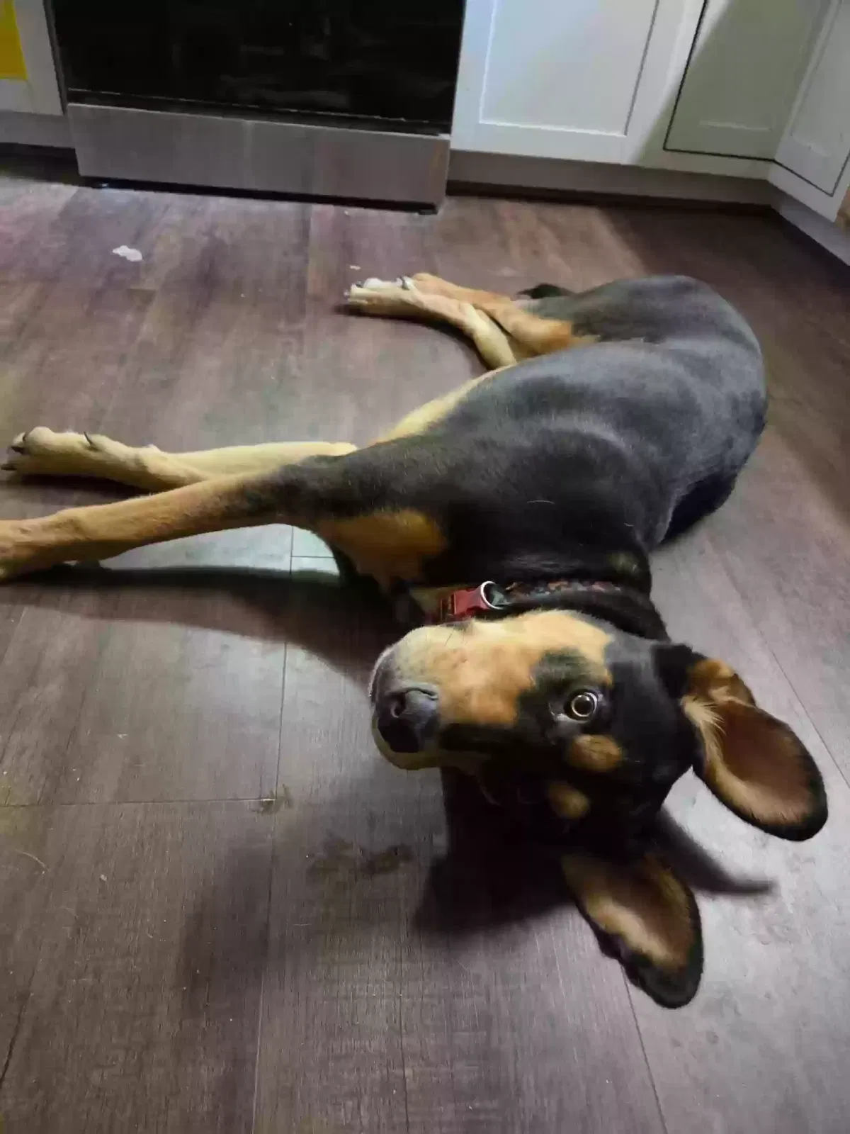 Rigby, Unknown Dog for adoption in Munford, AL, 36268