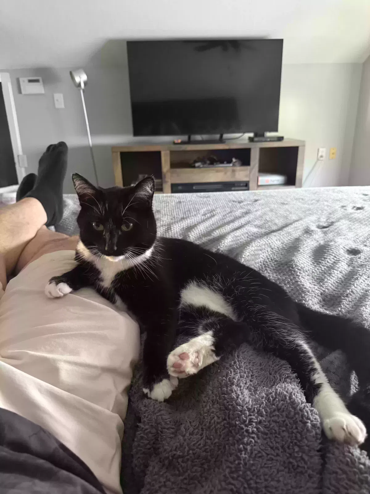 Julian, Unknown Cat for adoption in Cleveland, OH, 44134