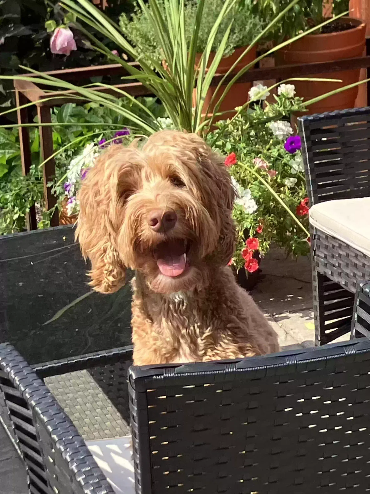 Ozzie, Australian labradoodle Dog for adoption in Collingswood, NJ, 8108