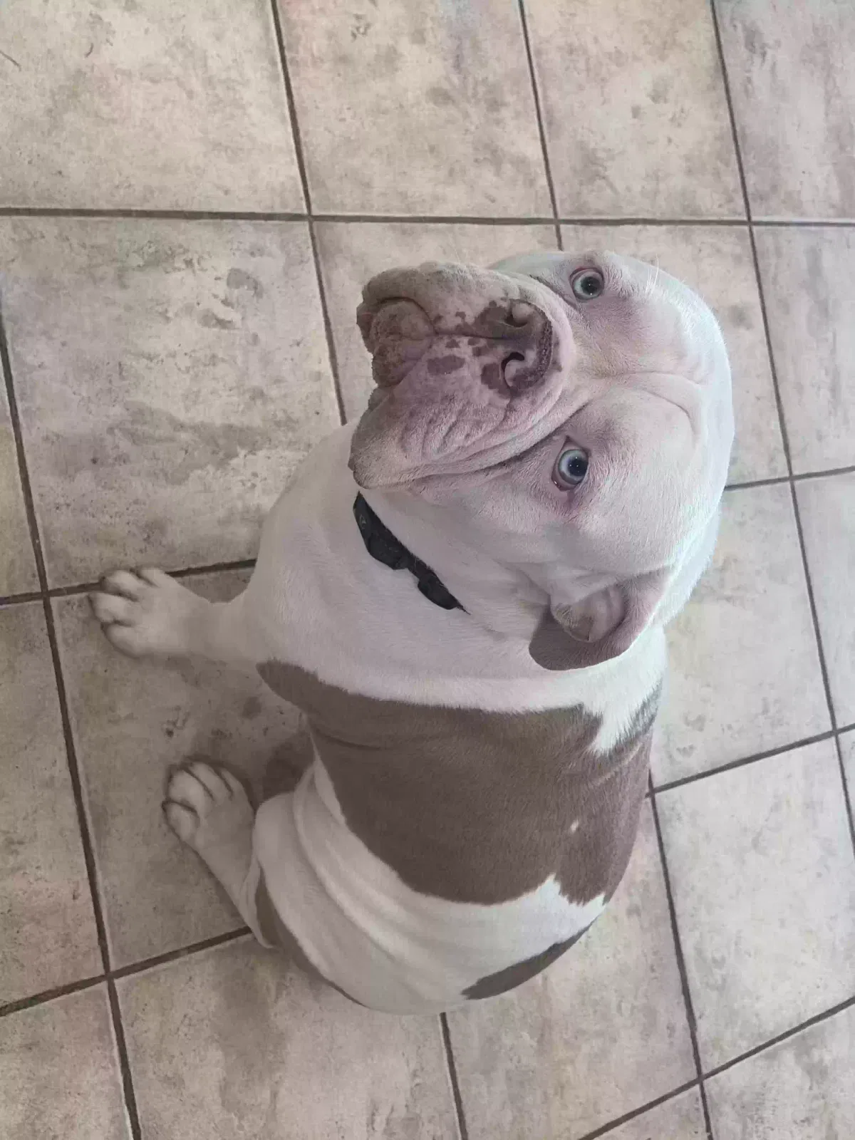 Zeus, Olde English Bulldog Dog for adoption in Fox River Grove, IL, 60021