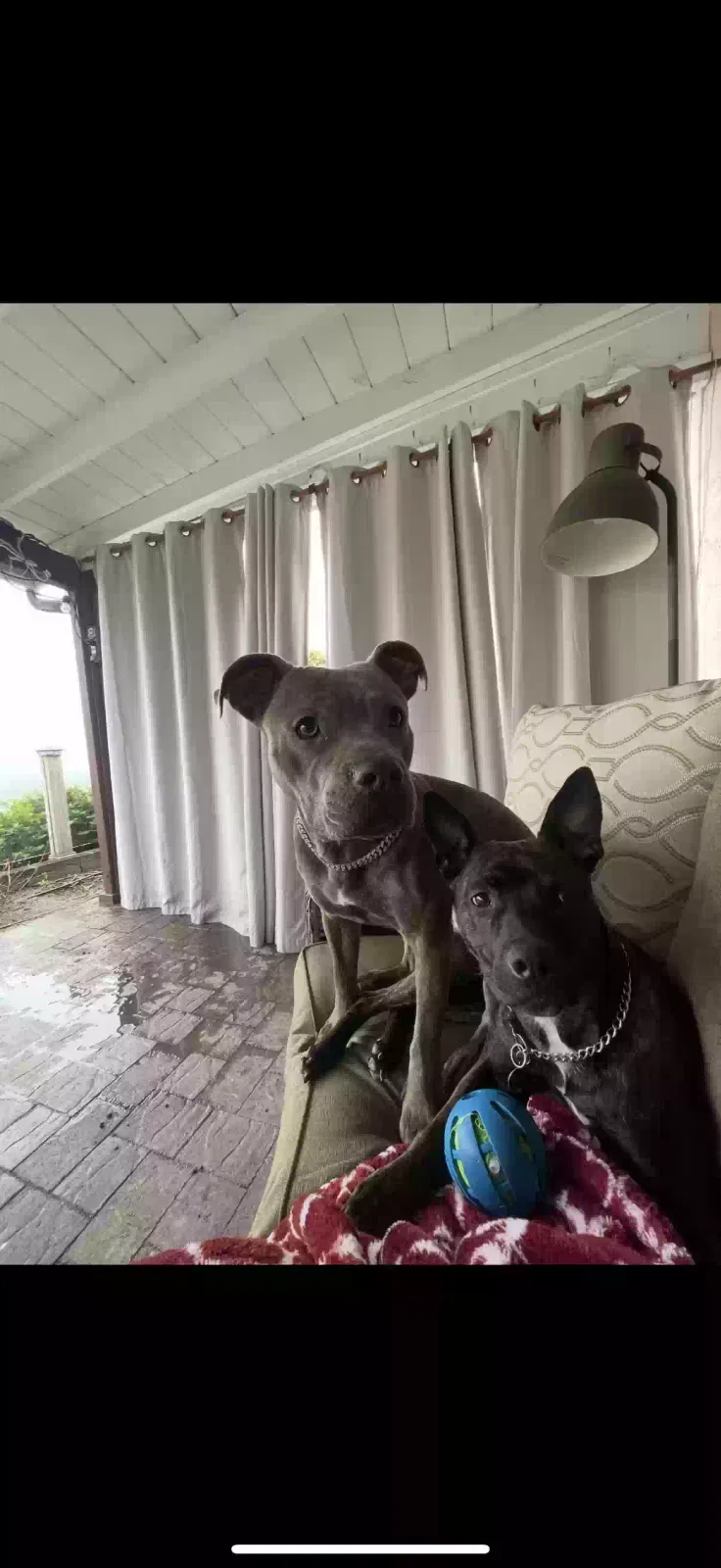 Fig and Inglewood, Pitbulls mix Dog for adoption in Temecula, CA, 92591