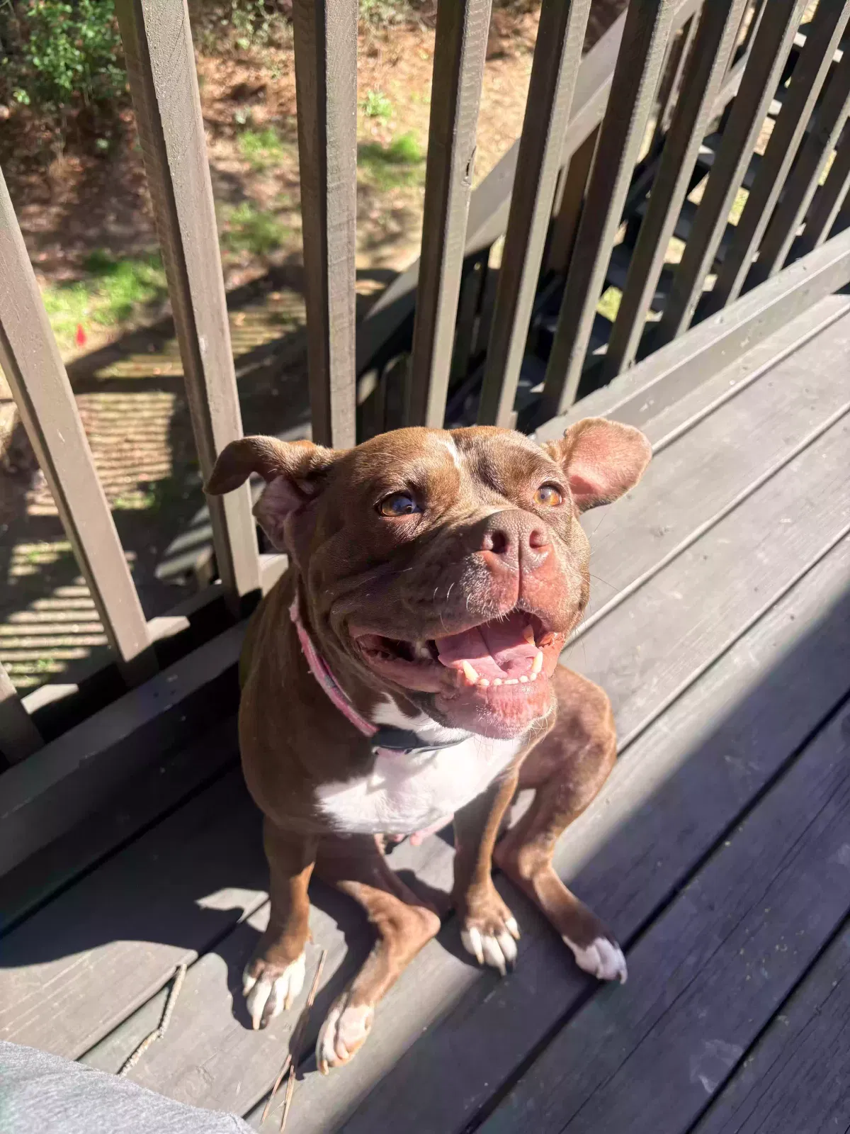 Chanel, Unknown Dog for adoption in Jonesboro, GA, 30236