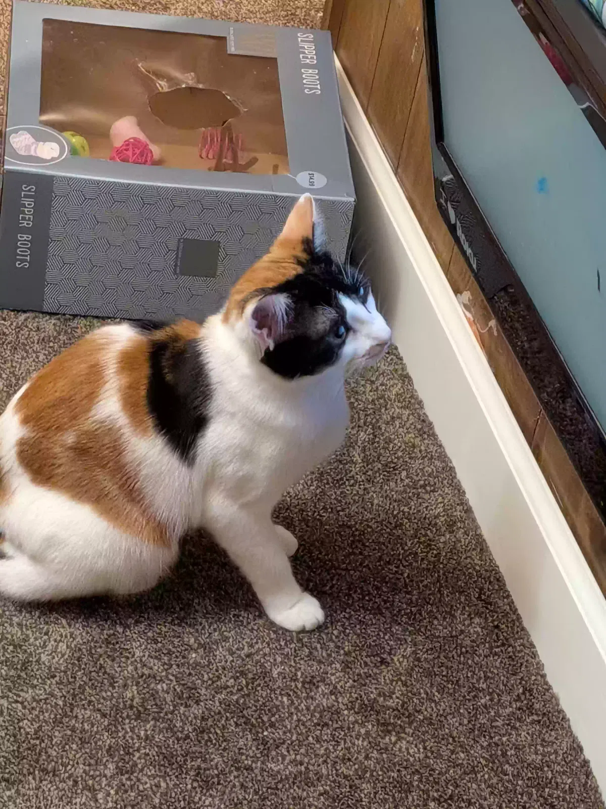 Pickles, Calico Cat for adoption in Atlanta, GA, 30349