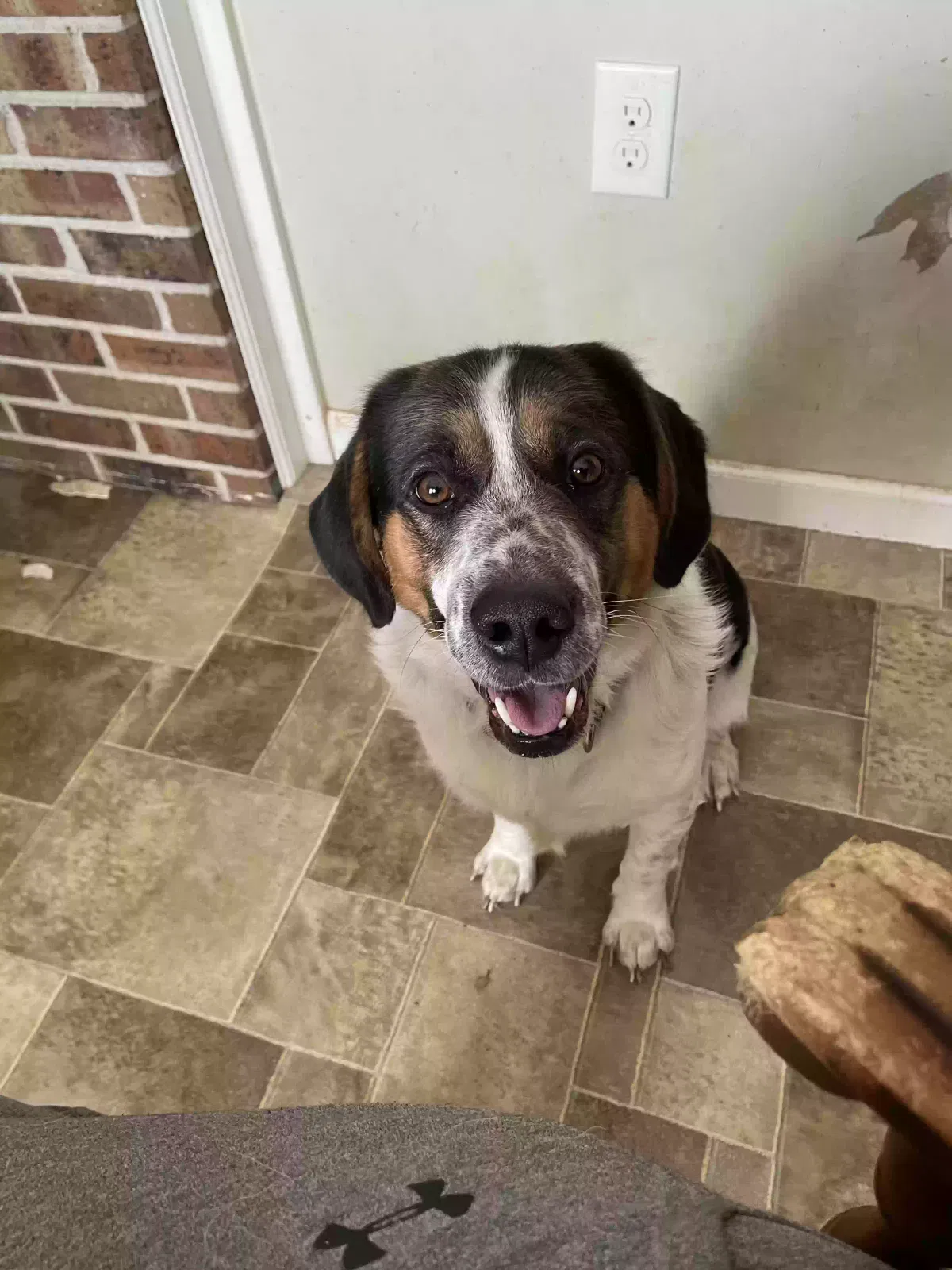 Spunky, Aussie/beagle Dog for adoption in Saltillo, TN, 38370