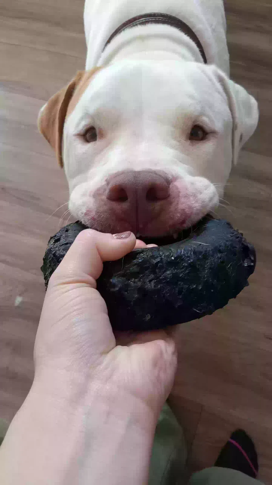 Gino, Pitbull Dog for adoption in Marana, AZ, 85653