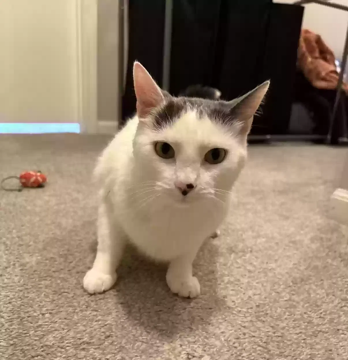 Crew, Unknown Cat for adoption in Westerville, OH, 43082