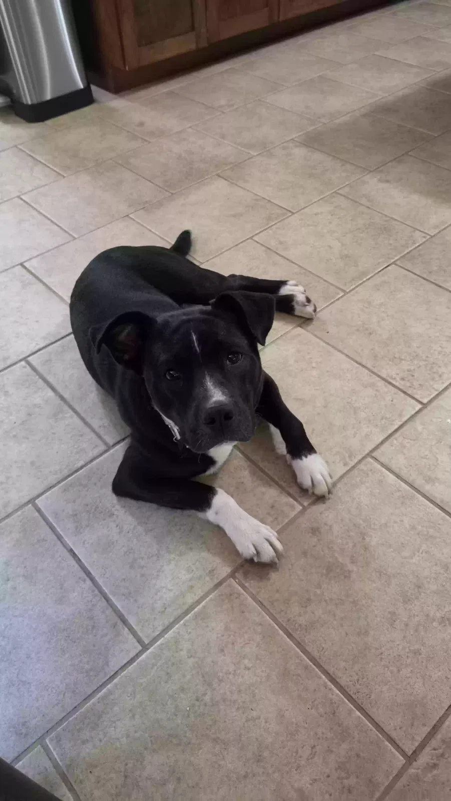 Leo, Pitbull mix Dog for adoption in Clanton, AL, 35046
