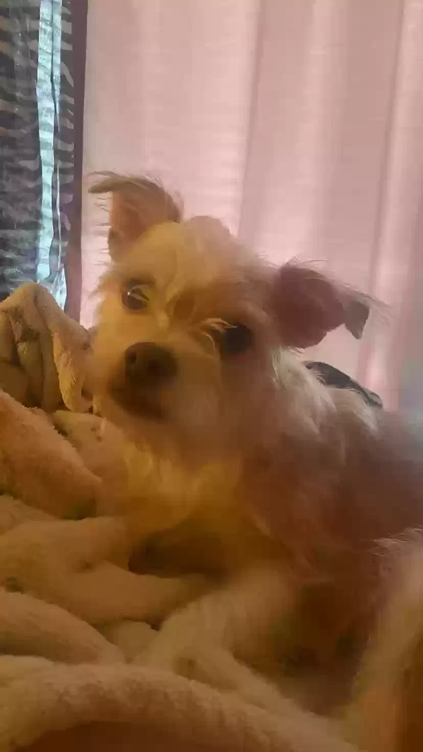 Molly, Mixed Chihuahua Dog for adoption in Norcross, GA, 30093