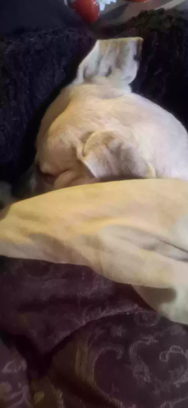 Candy, Great Pyrenees mix Dog for adoption in Fayetteville, AR, 72704