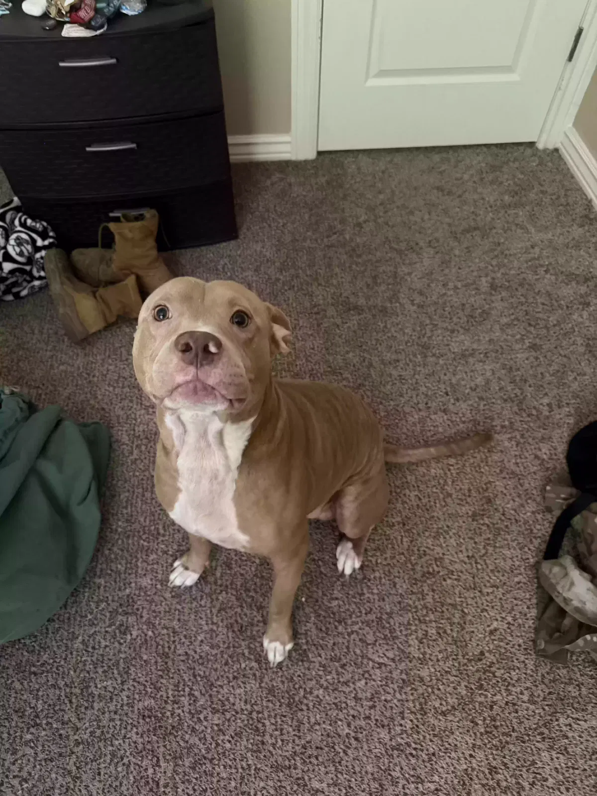 Yo, Pitbull Dog for adoption in Lawton, OK, 73507