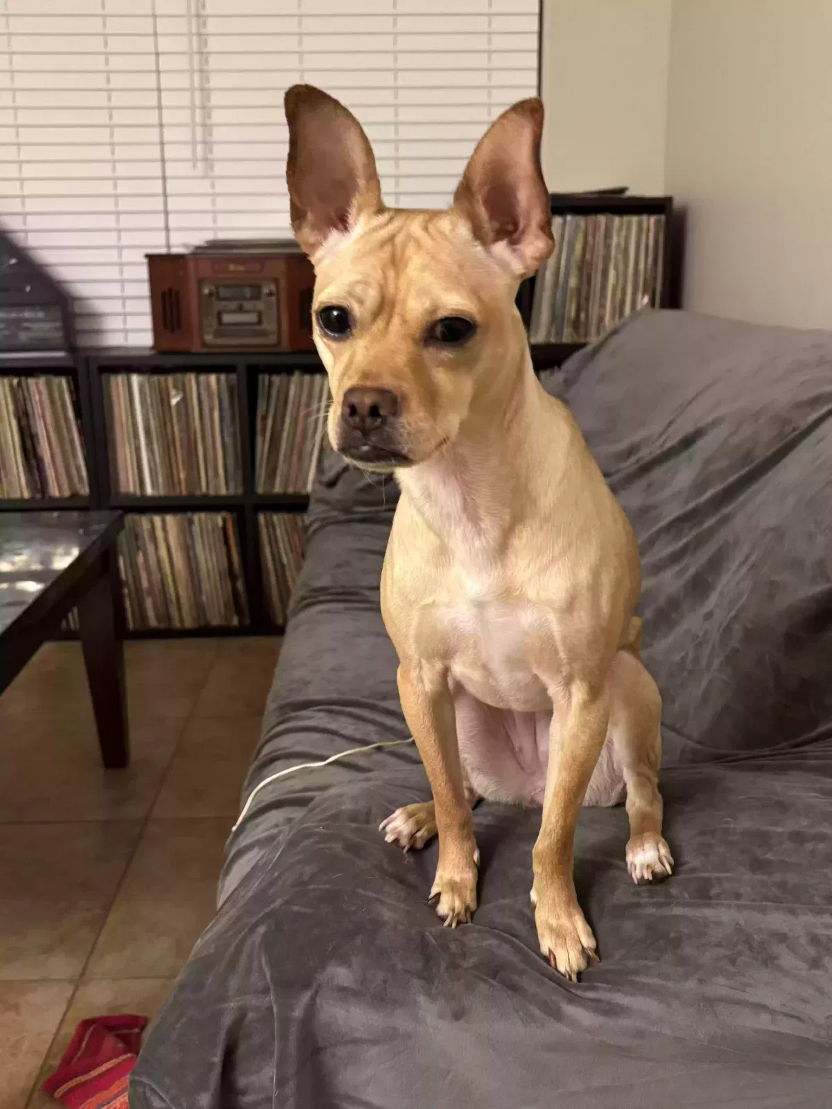 Ruca, Chihuahua mutt Dog for adoption in Gilbert, AZ, 85234