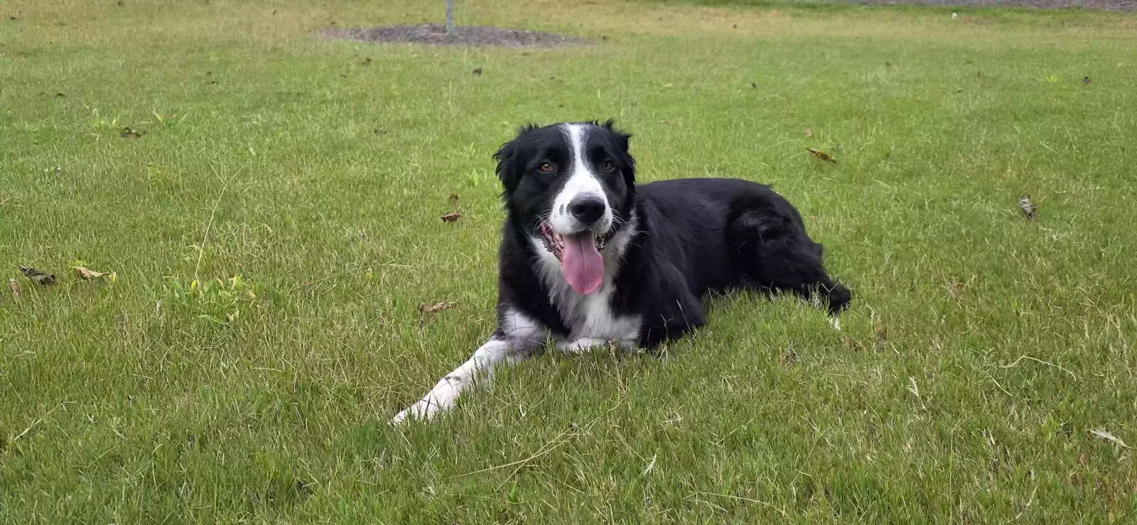 Alp, Australian Shepherd Dog for adoption in Cumming, GA, 30040
