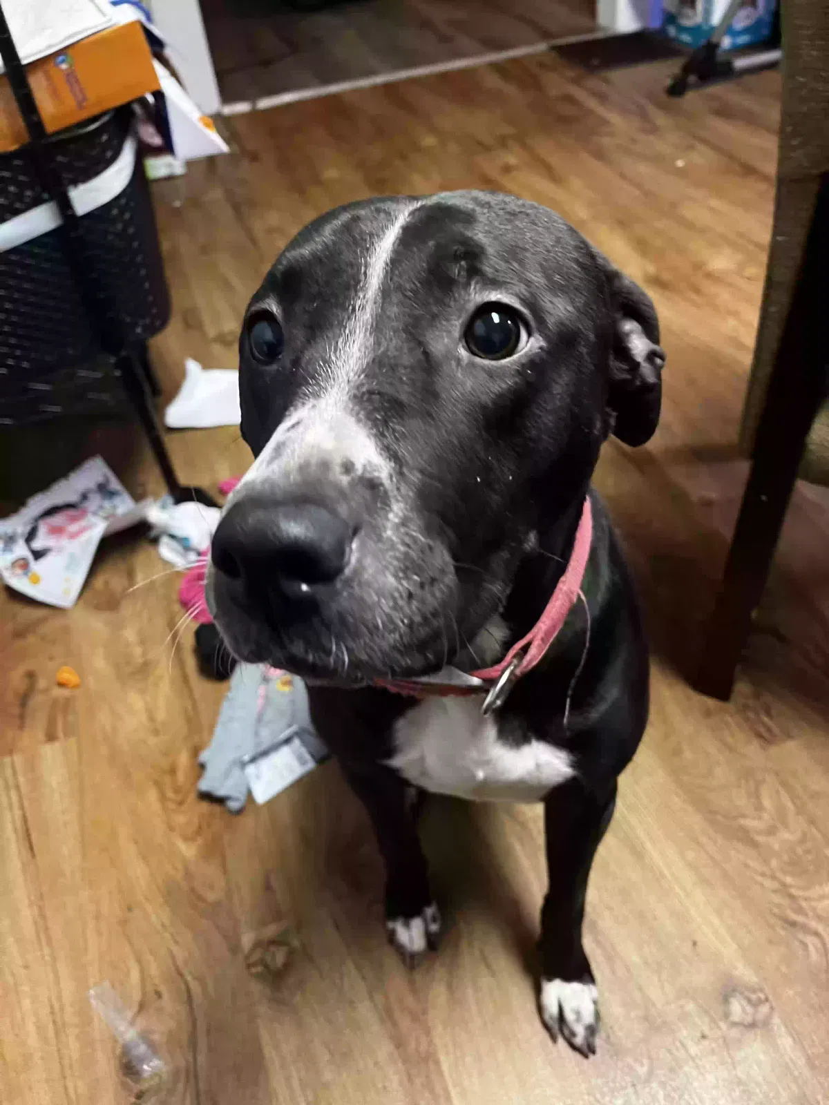 Isabelle (Izzy), black lab and mutt Dog for adoption in Watertown, NY, 13601