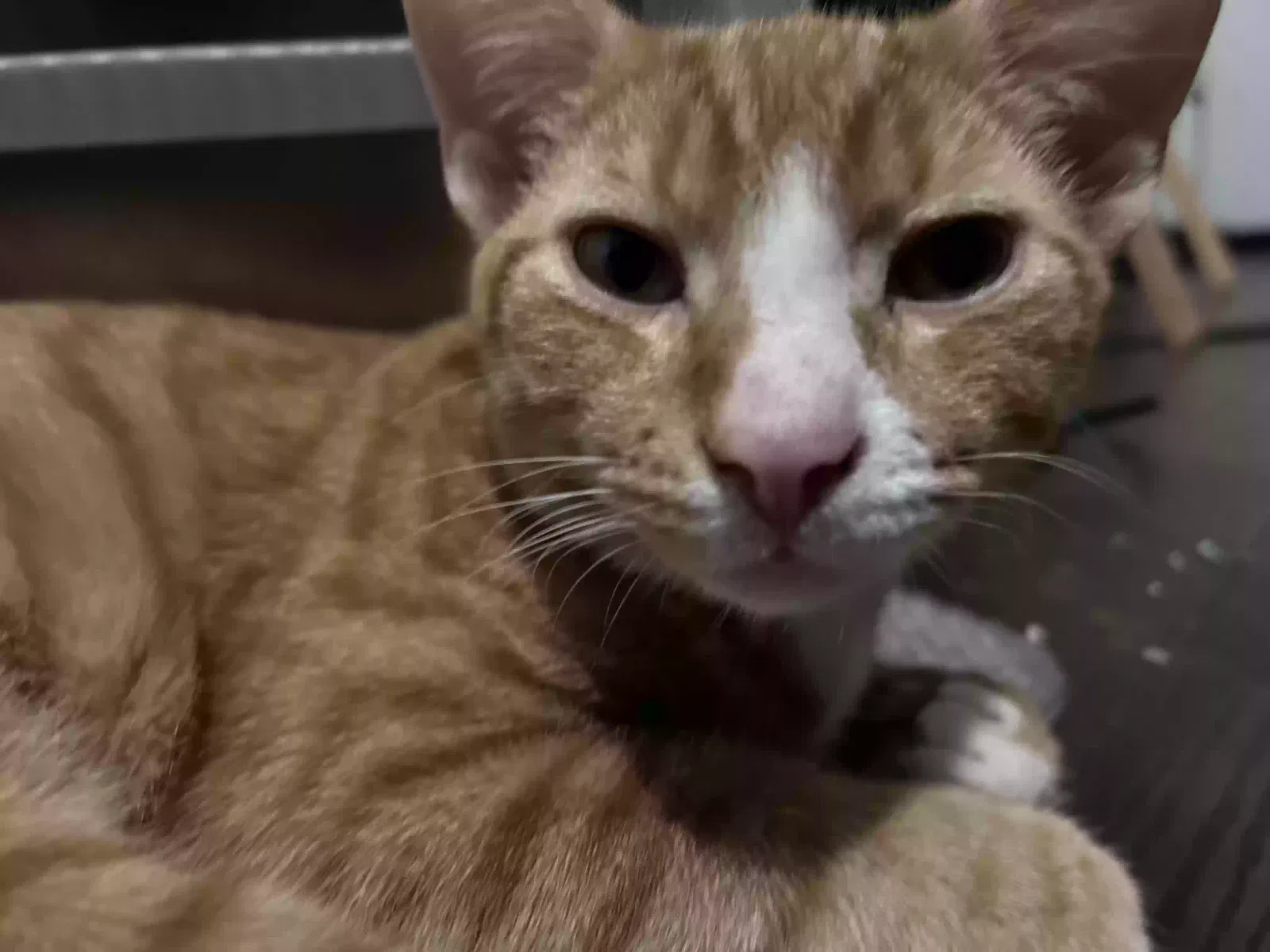 Tung Tung, Unknown Cat for adoption in Cambria Heights, NY, 11411