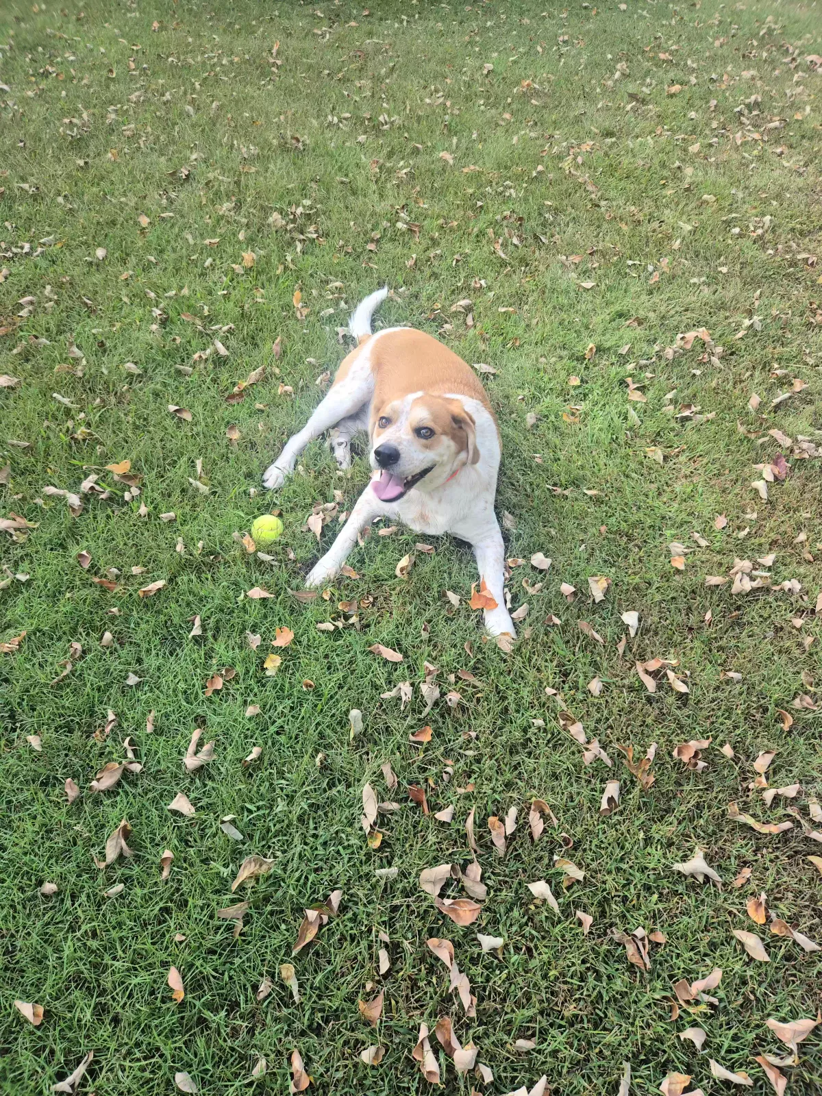 Dog, Unknown Dog for adoption in Clarksville, TN, 37043