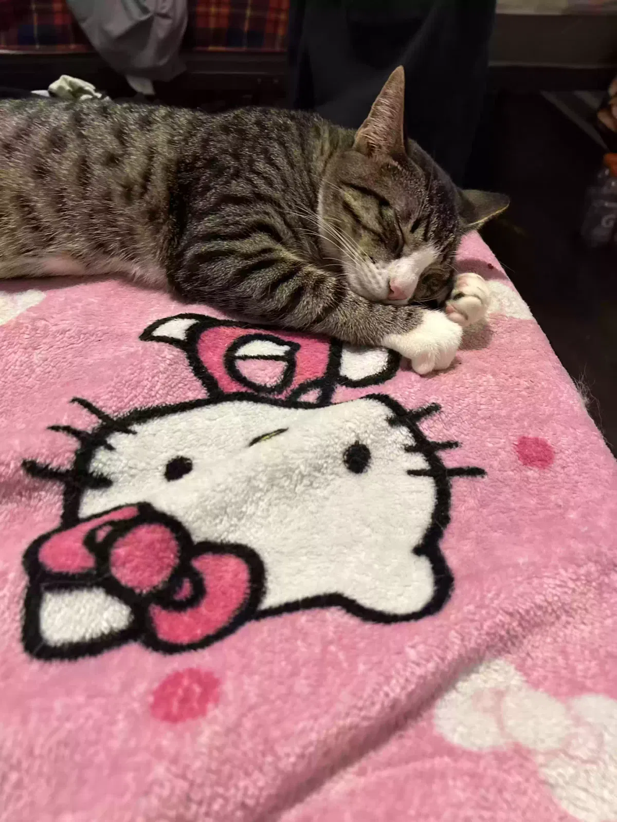 Neteyam, American Wirehair Cat for adoption in Cambria Heights, NY, 11411