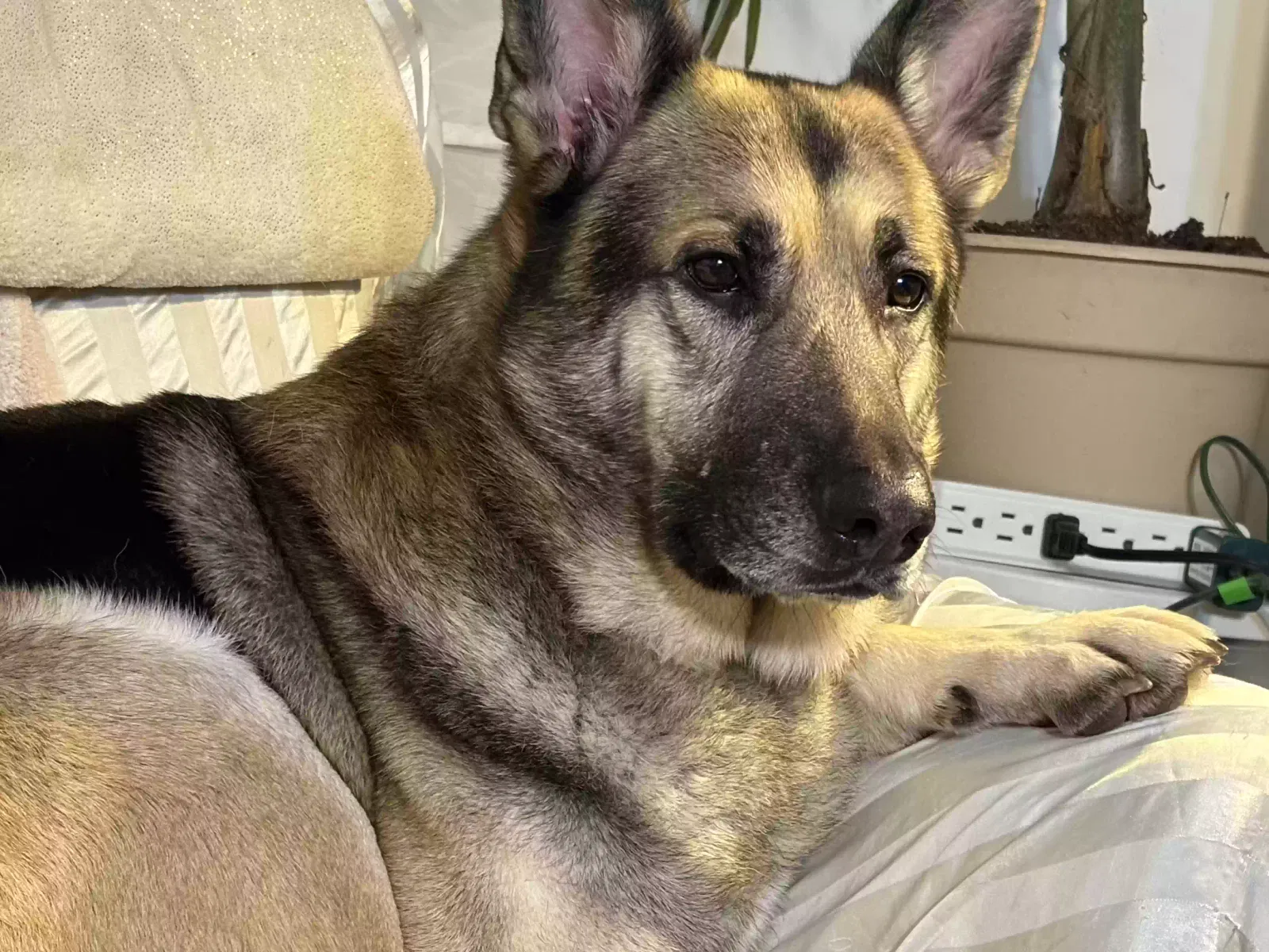 Rocoe, German Shepard Dog for adoption in Winchester, KY, 40391