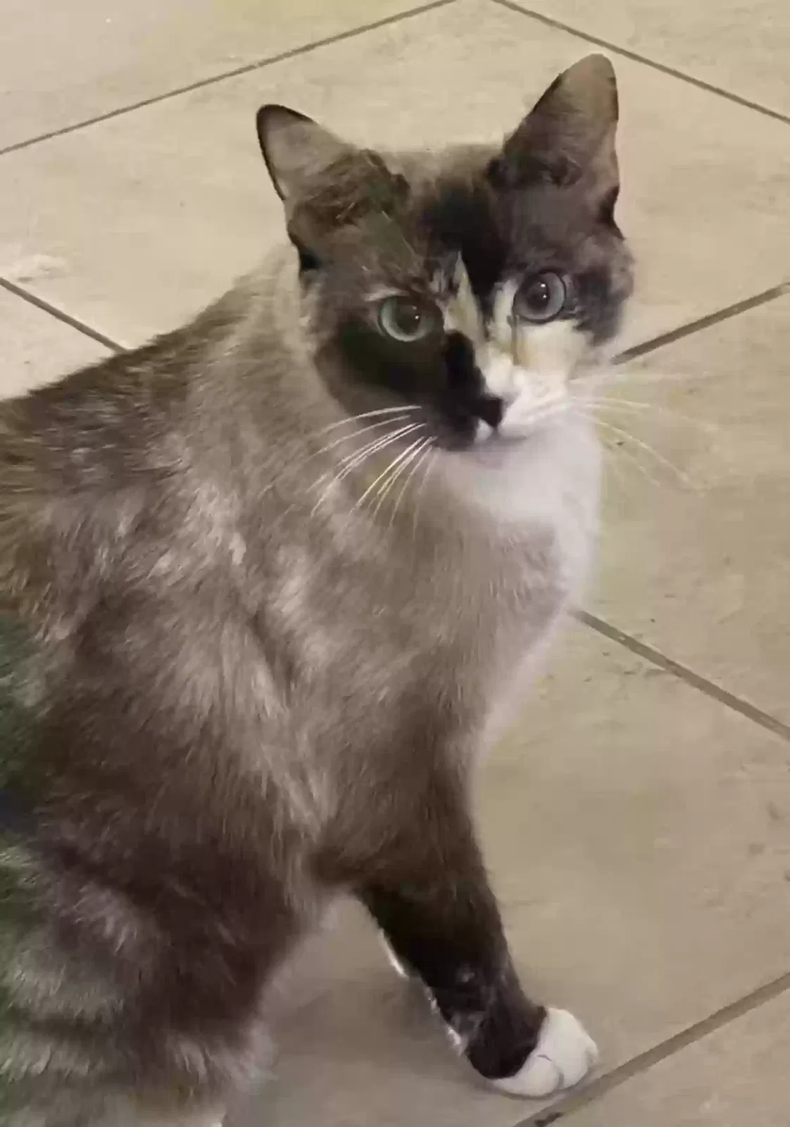 Missy, Persian Cat for adoption in New Port Richey, FL, 34654